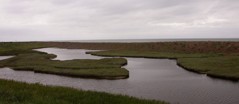 16 - Wade Marsh 1.JPG